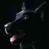 Animaux